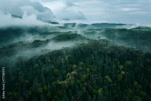 Aerial view dark green forest with misty clouds, ecosystem concept