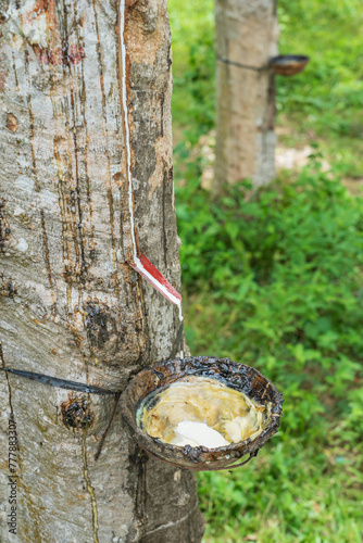 Close up of sap draining down the trunk of a rubber tree into a bowl in Vietnam