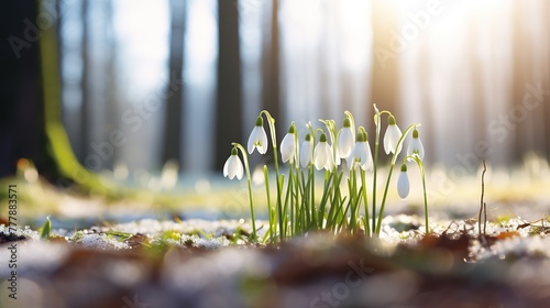 flowers with fluffy snowdrops in a snowy forest glade in the sun