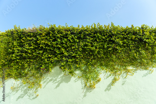 Green Wall With Vegetation. photo