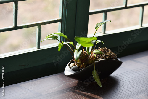 Plant in a pot on the wooden table photo