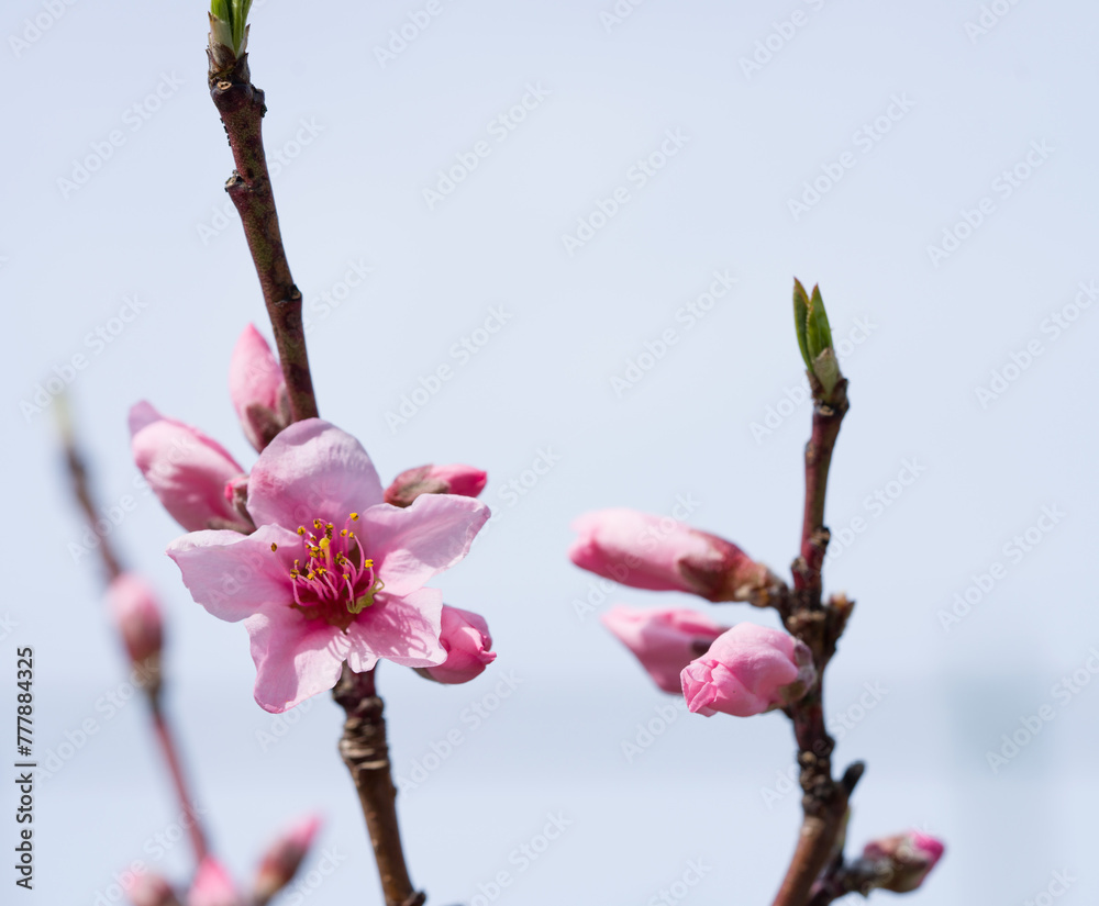 Flowering Japanese Peach Tree in Orchard. Spring Time. Flowering Japanese Peach Tree in Orchard. Spring Time.
