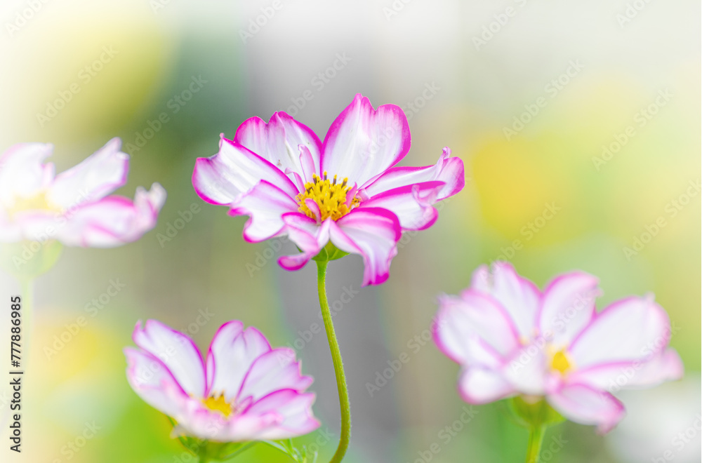 Cosmos flower blossom in garden Cosmos flower blossom in garden