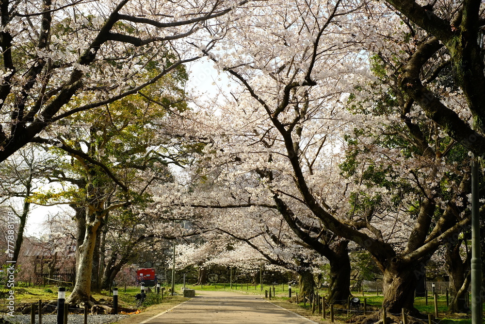 spring in the park spring in the park