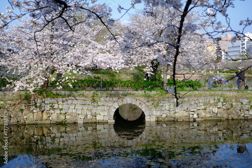 cherry blossom in the water