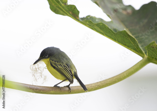 Common tody-Flycatcher photo