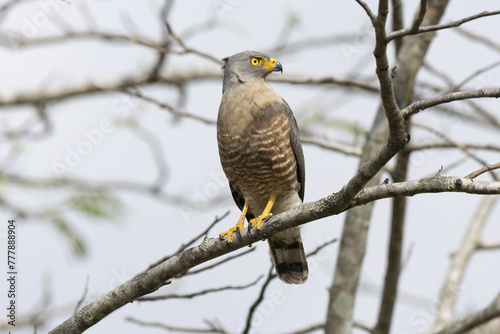 Roadside Hawk (Rupornis magnirostris) photo