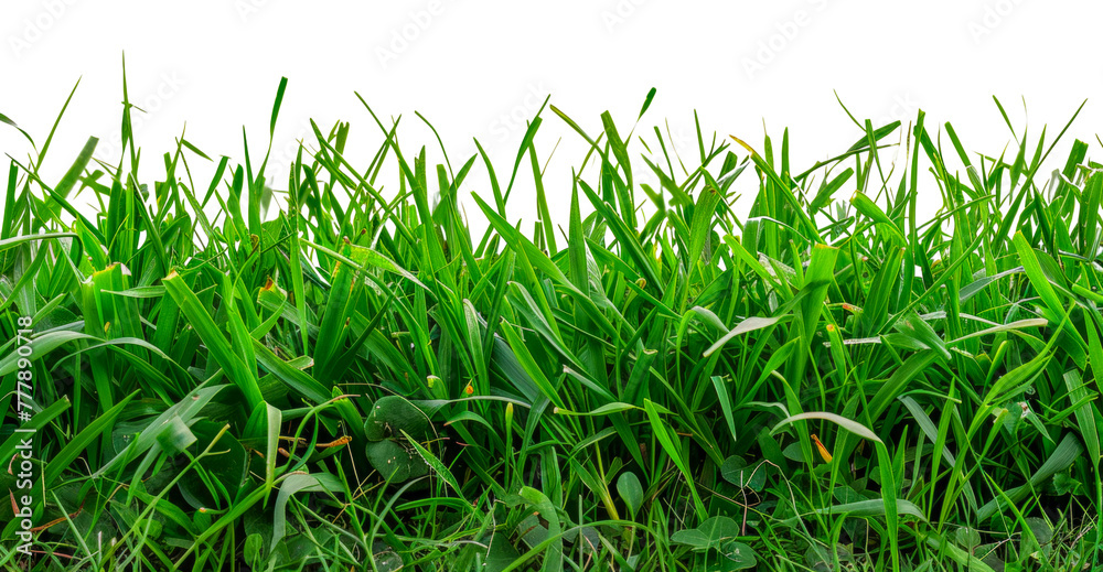 A long green grass field, cut out - stock png. A long green grass field, cut out - stock png.