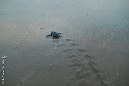 baby sea turtle 