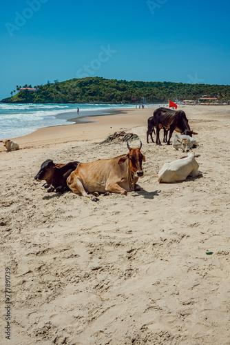 Cows on the beach
 photo