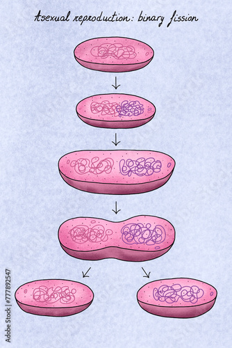 Binary fission of bacteria photo
