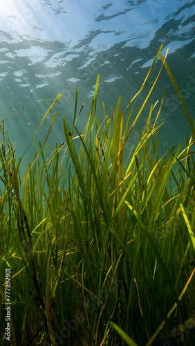 Sun rays through a seagrass meadow