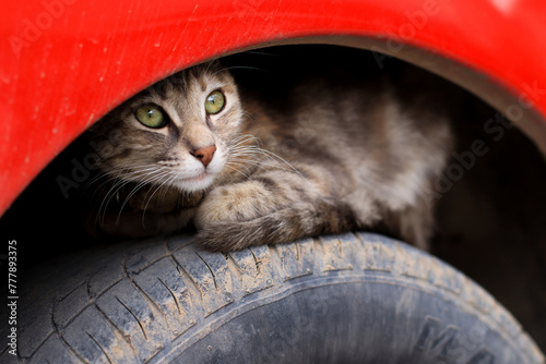 Photo of cat on a car tire. Concept of domestic animals.