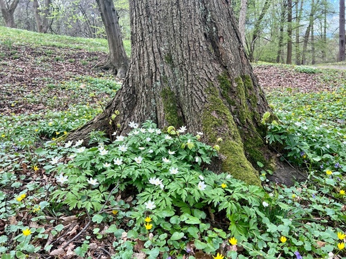 Old tree trunk covered with green moss and blooming flowers in spring park in the city
