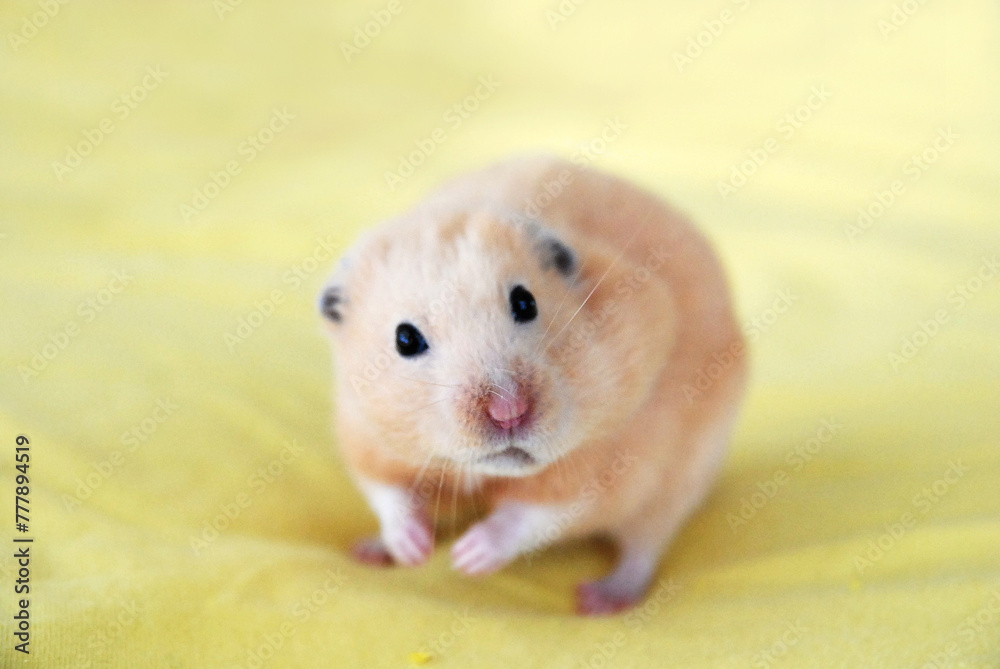 Golden hamster with puffy cheek pouches Golden hamster with puffy cheek pouches