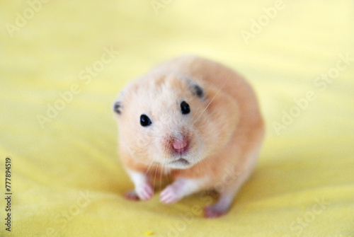 Golden hamster with puffy cheek pouches