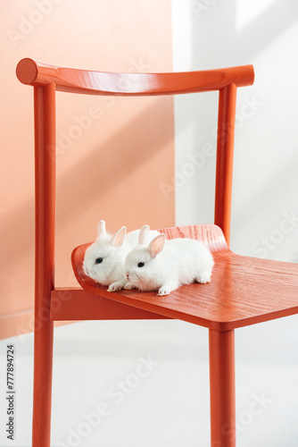 Twilight Huddle oWhite Rabbits on Coral Chair photo