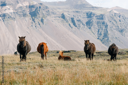bay Icelandic horses free grazing in a field against wild mountains  photo