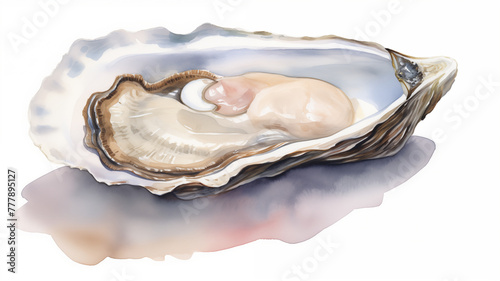 Illustration of a hand drawn watercolor oyster on a white background
