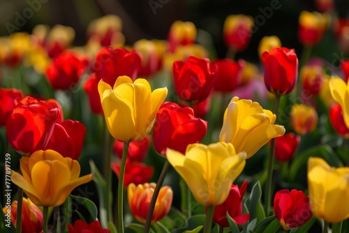 Colorful tulips in sunlight with blurred background  vibrant spring flowers