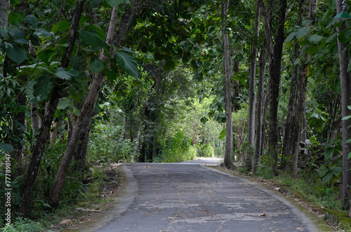 Quiet and peaceful village road covered with shady trees photo