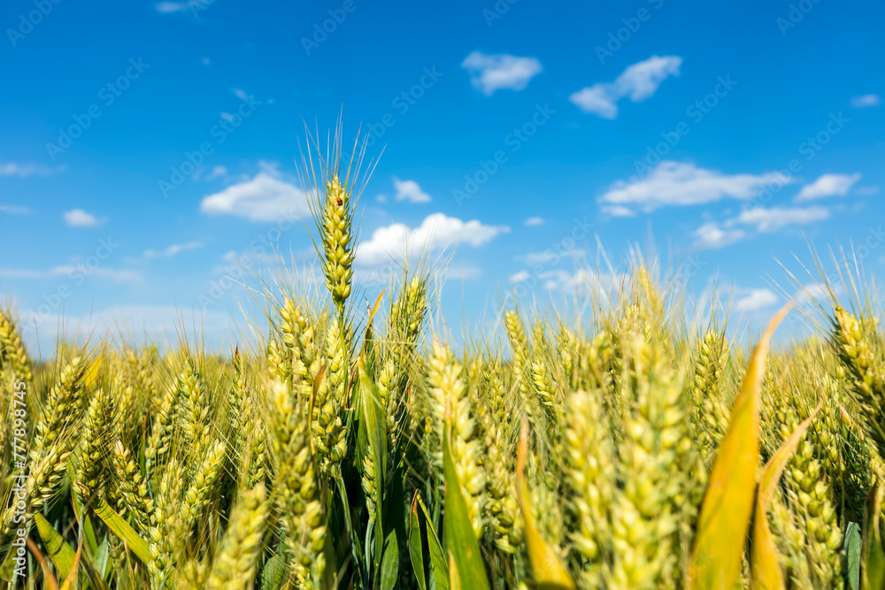 Wheat is growing in the field ,The wheat fields are under the blue sky and white clouds Wheat is growing in the field ,The wheat fields are under the blue sky and white clouds