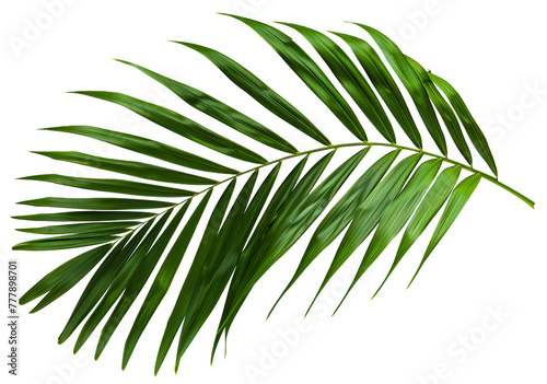 A leafy green palm tree leaf is shown in full color - stock png. © Volodymyr