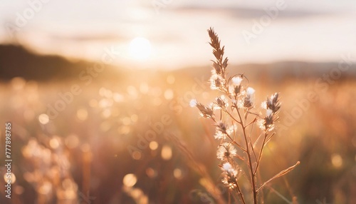 beautiful nature background with dry wildflower plant in the field on warm golden hour sunset or sunrise time selective focus