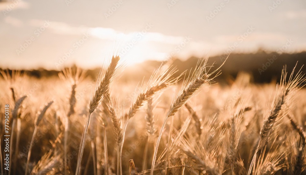 yellow ears of wheat at sunset in nature