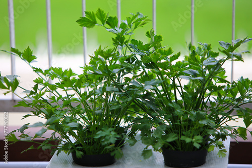 Close-up shot of fresh hydroponic pot full of celery leaves