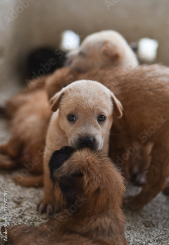some playful cute puppies in the box
