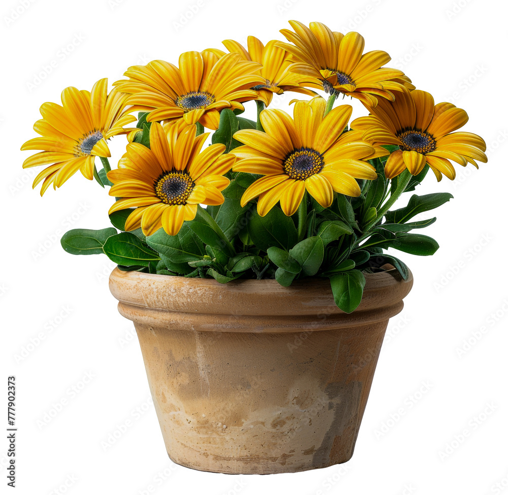 A vase of yellow flowers sits, cut out - stock png.