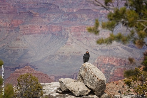 California condor (Gymnogyps californianus) sitting on a rock at the Grand Canyon, Arizona.