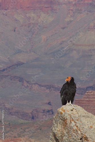 California condor (Gymnogyps californianus) sitting on a rock at the Grand Canyon, Arizona.
