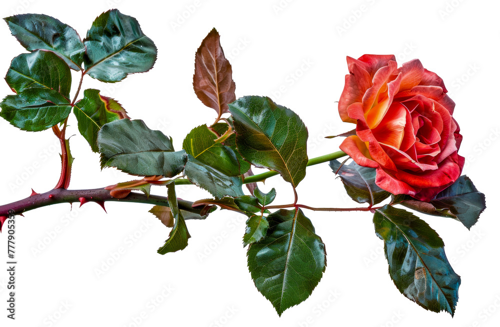A rose is on a branch with green leaves, cut out - stock png. A rose is on a branch with green leaves, cut out - stock png.