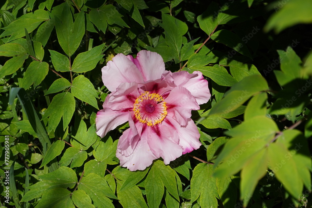Mouta peony, or Paeonia suffruticosa Andrews flower, in the Athens botanical garden, Greece Mouta peony, or Paeonia suffruticosa Andrews flower, in the Athens botanical garden, Greece