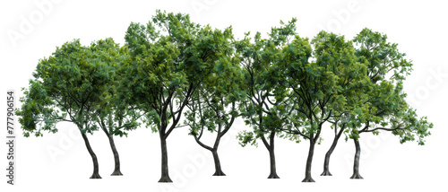 A row of trees are lined up  cut out - stock png.