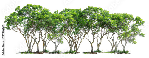 A row of trees with green leaves  cut out - stock png.