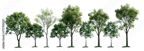 A row of trees with varying heights and widths  cut out - stock png.