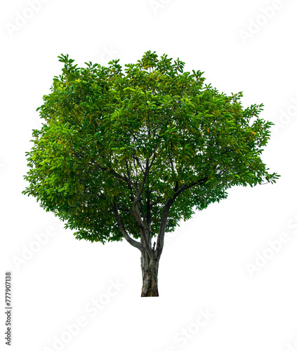 single tree isolated on white background with clipping path