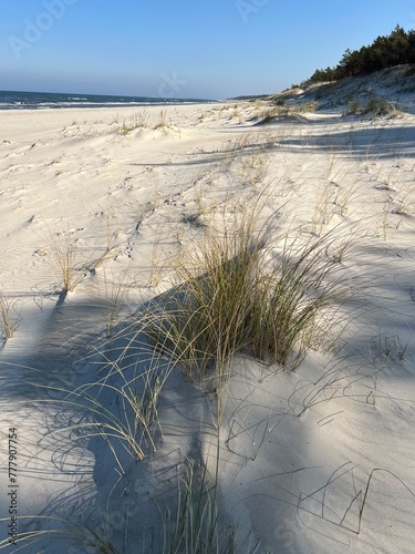 Wydma na plaży nad Bałtykiem © marsad