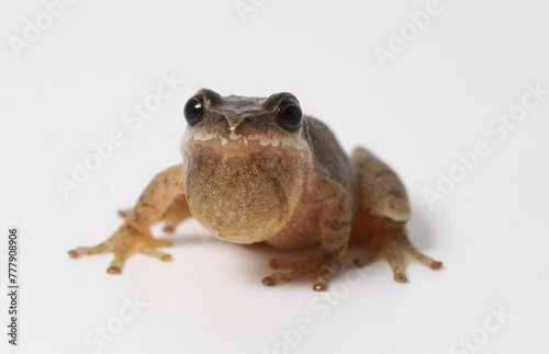 Male Spring Peeper (Pseudacris crucifer) on a white background looking directly at the camera with its vocal sac partially inflated. 