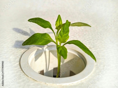 Small chilli plant on a white background