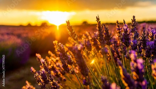 Lavender illuminated by the setting sun.