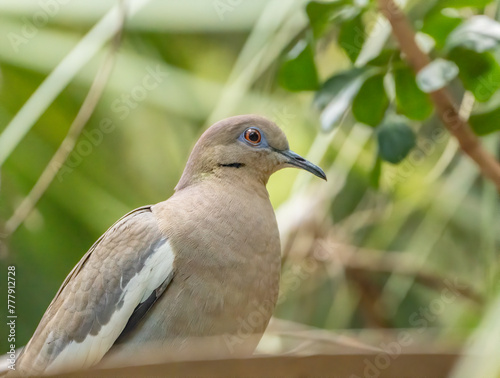 White-winged dove perched on branch