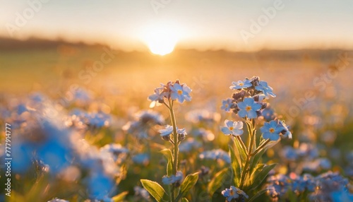 spring or summer flowers landscape blue flowers of myosotis or forget me not flower on sunny blurred background
