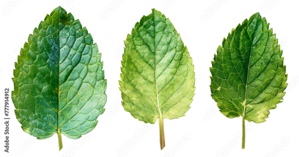 Three leaves are shown in a row, with the middle one being the largest, cut out - stock png. Three leaves are shown in a row, with the middle one being the largest, cut out - stock png.
