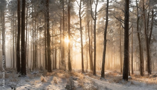 winter landscape in the forest long narrow panoramic view the rays of the morning sun at sunrise in the frosty fog between the trees © Katherine