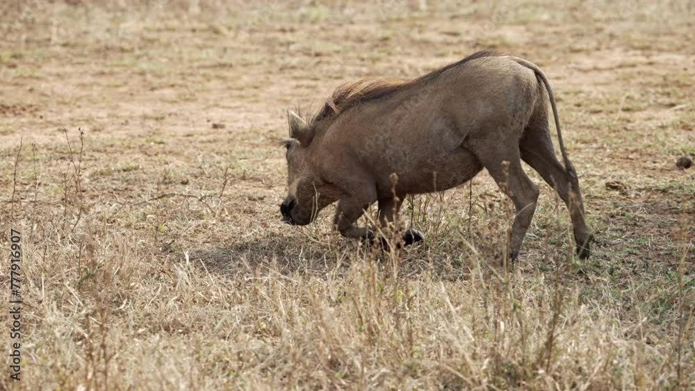 In the African bushveld, two warthogs kneel and graze on dry grass while moving on their front legs. In the African bushveld, two warthogs kneel and graze on dry grass while moving on their front legs.