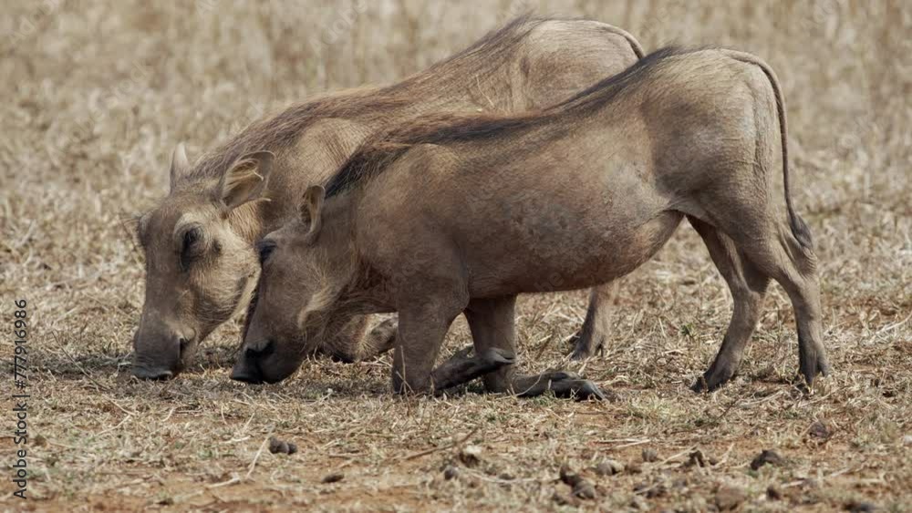 Two warthogs kneel and walk on their front legs while grazing on dry grass in the African bushveld. Two warthogs kneel and walk on their front legs while grazing on dry grass in the African bushveld.